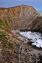 Folded strata known as Lulworth Crumple, Stair Hole, Lulworth, Jurassic Coast, Dorset, UK March 2013.