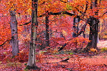 Autumnal Beech (Fagus) trees, Savernake Forest, Wiltshire, UK, November 2012.