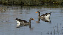 Greylag goose (Anser anser) stepping through ice whilst emerging from a partly frozen marshland pool, Gloucestershire, England, UK, January.