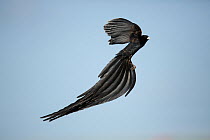 Longtailed Widowbird (Eupletes progne) in flight, Rietvlei Nature Reserve, South Africa.