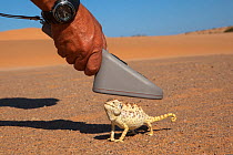 Namaqua chameleon (Chamaeleo namaquensis) being scanned for microchip, part of conservation project, Namib Desert, Namibia, April.