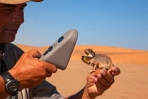Namaqua chameleon (Chamaeleo namaquensis) with mouth open, being scanned for microchip, part of conservation project, Namib Desert, Namibia, April.