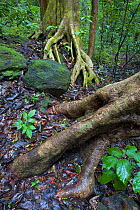 Tree roots and rock in dry Forest during rainy season, Santa Rosa National Park, Guanacaste, Costa Rica.