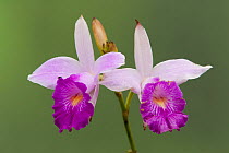 Bamboo orchid (Arundina graminifolia) flowers, Costa Rica.
