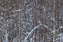 Great grey owl (Strix nebulosa) camouflaged perched in tree on the edge of birch tree forest, Finland, February.