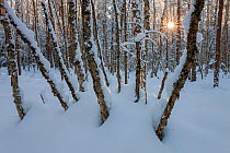 Snow covered trees in boreal forest, near Oulu, Finland, February.