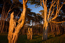 Pine forest on West coast of peninsula Darss ini evening light, Fischland-Darss-Zingst, Western Pomerania Lagoon Area National Park, Germany, May 2013.