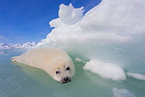 Harp seal (Phoca groenlandicus) pup lying in water at edge of sea ice, Magdalen Islands, Gulf of St Lawrence, Quebec, Canada, March.