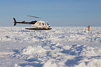 Helicopter landing bringing tourists to see Harp seals (Phoca groenlandicus) on sea ice, Magdalen Islands, Canadian Arctic, Gulf of St Lawrence, Quebec, Canada, March 2013.