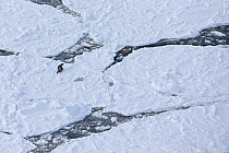 Aerial view of female Harp seal (Phoca groenlandicus) with pup on sea ice, Magdalen Islands, Gulf of St Lawrence, Quebec, Canada, March 2013.
