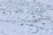 Aerial view of Harp seal (Phoca groenlandicus) females and pups on sea ice, Magdalen Islands, Gulf of St Lawrence, Quebec, Canada, March 2013.