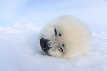 Harp seal (Phoca groenlandicus) pup sleeping on sea ice, Magdalen Islands, Gulf of St Lawrence, Quebec, Canada, March.
