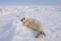 Harp seal (Phoca groenlandicus) pup resting on sea ice, Magdalen Islands, Gulf of St Lawrence, Quebec, Canada, March.