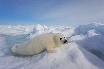 Harp seal (Phoca groenlandicus) pup on sea ice, Magdalen Islands, Gulf of St Lawrence, Quebec, Canada, March.