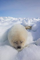 Harp seal (Phoca groenlandicus) pup sleeping on sea ice, Magdalen Islands, Gulf of St Lawrence, Quebec, Canada, March.
