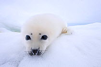 Harp seal (Phoca groenlandicus) pup portrait on sea ice, Magdalen Islands, Gulf of St Lawrence, Quebec, Canada, March.