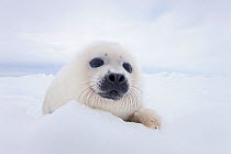 Harp seal (Phoca groenlandicus) pup portrait, on sea ice, Magdalen Islands, Gulf of St Lawrence, Quebec, Canada, March.