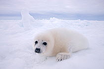 Harp seal (Phoca groenlandicus) pup on sea ice, Magdalen Islands, Gulf of St Lawrence, Quebec, Canada, March.