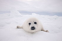Harp seal (Phoca groenlandicus) pup portrait, on sea ice, Magdalen Islands, Gulf of St Lawrence, Quebec, Canada, March.