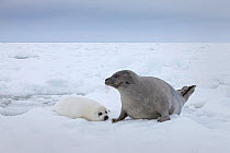 Female Harp seal (Phoca groenlandicus) with pup, Magdalen Islands, Gulf of St Lawrence, Quebec, Canada, March.