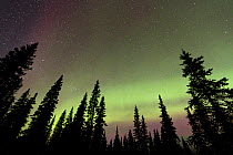 Aurora borealis / Northern lights over boreal forest near Denali National Park, Alaska, USA, March 2013.
