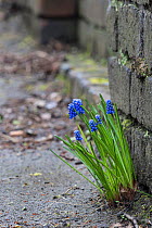 Naturalised grape hyacinths (Muscari sp.) growing in an urban environment, Sheffield, March.