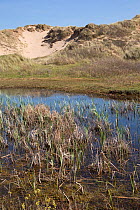 Dune slack, Ainsdale Nature Reserve, Merseyside. Habitat of natterjack toad and various invertebrates. April 2014.