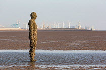 A figure from Antony Gormley's 'Another Place' installation covered in barnacles, including the invasive Austrominius modestus. Crosby, Merseyside, UK, April 2014.