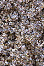 Invasive barnacles (Austrominius modestus) growing on a sculpture forming part of the installation 'Another Place' on the beach at Crosby, Merseyside, April.