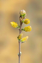 Creeping willow (Salix repens), Ainsdale Nature Reserve, Merseyside, UK, April.