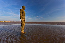A figure from Antony Gormley's 'Another Place' installation covered in barnacles, including the invasive Austrominius modestus. Crosby, Merseyside, UK, April 2014.