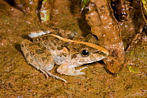 Grass Frog (Fejervarya limnocharis) on ground, Danum Valley, Sabah, Borneo.