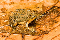 Spotted Puddle Frog (Occidozyga lima) captive from South East Asia