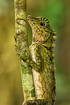 Borneo forest dragon (Gonocephalus borneensis) climbing branch, Danum Valley, Sabah, Borneo.
