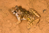 Rough Guardian Frog (Limnonectes finchi) male carrying tadpoles, Danum Valley, Sabah, Borneo.