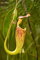 Pitcher plant (Nepenthes rafflesiana) Bako National Park, Sarawak, Borneo.