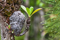 Antplant (Myrmecodia) Bako National Park Sarawak, Borneo.