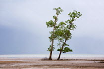 White mangrove trees (Sonneratia alba) Bako National Park, Sarawak, Borneo.