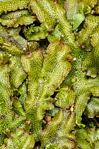 Scented liverwort (Conocephalum conicum) Hoh Rain Forest, Olympic Peninsula in the west of Washington State, USA, May.
