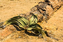 Welwitschia (Welwitschia mirabilis) growing among tree fossils in the Petrified Forest, Namibia.