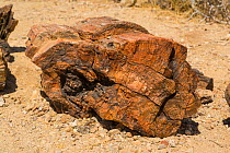 Petrified fossil of log, Petrified Forest, Namibia, September 2008.