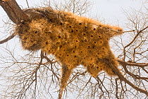 Sociable Weaver (Philetairus socius) bird nest colony in tree Etosha National Park, Namibia.