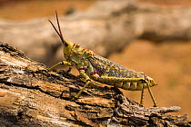 Toxic Milkweed Grasshopper (Phymateus leprosus) Namibia.