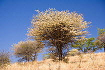 Blackthorn acacia (Vachellia erioloba) in flower, Central Namibia.