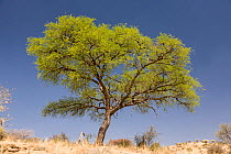 Camelthorn tree (Vachellia erioloba) Dan Viljoen National Park, Namibia