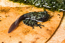 Tadpole of Mossy frog (Theloderma corticale) just prior to metamorphosis, captive from Vietnam.