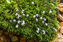 Developing eggs of Mossy frog (Theloderma corticale) laid out of the water on moss, captive from North Vietnam.