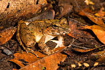 Giant River Frog (Limnonectes leporinus) Danum Valley, Sabah, Borneo.