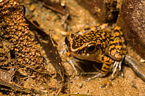 Spotted stream frog (Hylarana picturata) Danum Valley, Sabah, Borneo.