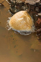 Foam nest of Four-lined Tree Frog (Polypedates leucomystax) Danum Valley, Sabah, Borneo.